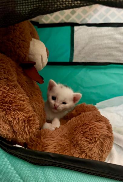 Europäische Hauskatze